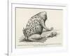 Surinam Toad-null-Framed Giclee Print