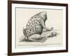 Surinam Toad-null-Framed Giclee Print