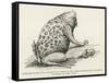 Surinam Toad-null-Framed Stretched Canvas