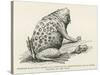 Surinam Toad-null-Stretched Canvas