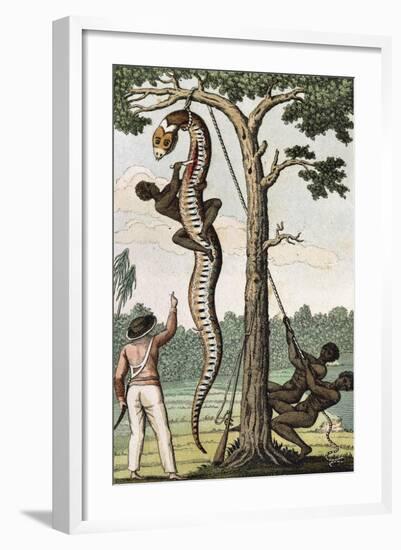 Suriname, Captain Stedman Ordering to Flay the Aroma Snake-null-Framed Giclee Print