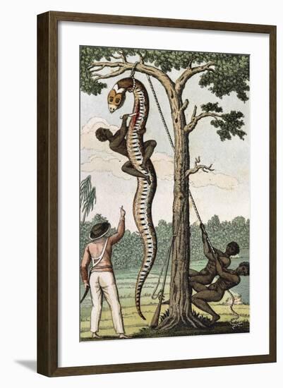 Suriname, Captain Stedman Ordering to Flay the Aroma Snake-null-Framed Giclee Print