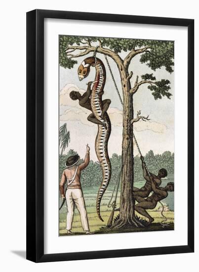 Suriname, Captain Stedman Ordering to Flay the Aroma Snake-null-Framed Giclee Print