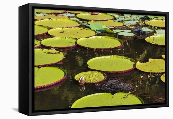 Suriname, Paramaribo. Water Lily and Lily Pads at Fort Nieuw Amsterdam-Alida Latham-Framed Stretched Canvas