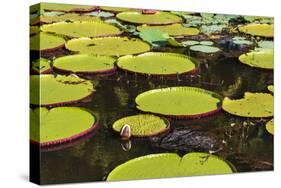 Suriname, Paramaribo. Water Lily and Lily Pads at Fort Nieuw Amsterdam-Alida Latham-Stretched Canvas