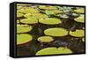 Suriname, Paramaribo. Water Lily and Lily Pads at Fort Nieuw Amsterdam-Alida Latham-Framed Stretched Canvas