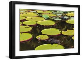 Suriname, Paramaribo. Water Lily and Lily Pads at Fort Nieuw Amsterdam-Alida Latham-Framed Photographic Print