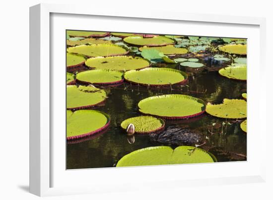 Suriname, Paramaribo. Water Lily and Lily Pads at Fort Nieuw Amsterdam-Alida Latham-Framed Photographic Print