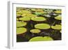 Suriname, Paramaribo. Water Lily and Lily Pads at Fort Nieuw Amsterdam-Alida Latham-Framed Photographic Print