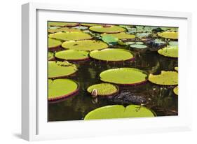 Suriname, Paramaribo. Water Lily and Lily Pads at Fort Nieuw Amsterdam-Alida Latham-Framed Photographic Print