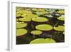 Suriname, Paramaribo. Water Lily and Lily Pads at Fort Nieuw Amsterdam-Alida Latham-Framed Photographic Print