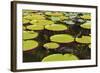 Suriname, Paramaribo. Water Lily and Lily Pads at Fort Nieuw Amsterdam-Alida Latham-Framed Photographic Print