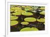 Suriname, Paramaribo. Water Lily and Lily Pads at Fort Nieuw Amsterdam-Alida Latham-Framed Photographic Print