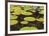 Suriname, Paramaribo. Water Lily and Lily Pads at Fort Nieuw Amsterdam-Alida Latham-Framed Photographic Print