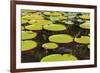 Suriname, Paramaribo. Water Lily and Lily Pads at Fort Nieuw Amsterdam-Alida Latham-Framed Photographic Print