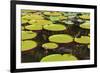 Suriname, Paramaribo. Water Lily and Lily Pads at Fort Nieuw Amsterdam-Alida Latham-Framed Photographic Print