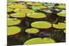 Suriname, Paramaribo. Water Lily and Lily Pads at Fort Nieuw Amsterdam-Alida Latham-Mounted Photographic Print