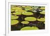 Suriname, Paramaribo. Water Lily and Lily Pads at Fort Nieuw Amsterdam-Alida Latham-Framed Photographic Print