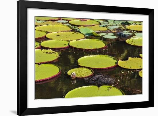 Suriname, Paramaribo. Water Lily and Lily Pads at Fort Nieuw Amsterdam-Alida Latham-Framed Photographic Print