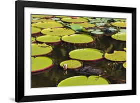 Suriname, Paramaribo. Water Lily and Lily Pads at Fort Nieuw Amsterdam-Alida Latham-Framed Photographic Print