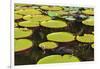 Suriname, Paramaribo. Water Lily and Lily Pads at Fort Nieuw Amsterdam-Alida Latham-Framed Photographic Print