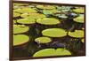 Suriname, Paramaribo. Water Lily and Lily Pads at Fort Nieuw Amsterdam-Alida Latham-Framed Photographic Print