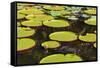 Suriname, Paramaribo. Water Lily and Lily Pads at Fort Nieuw Amsterdam-Alida Latham-Framed Stretched Canvas