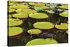 Suriname, Paramaribo. Water Lily and Lily Pads at Fort Nieuw Amsterdam-Alida Latham-Stretched Canvas