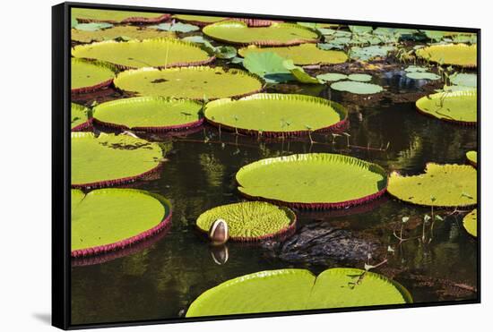 Suriname, Paramaribo. Water Lily and Lily Pads at Fort Nieuw Amsterdam-Alida Latham-Framed Stretched Canvas