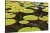 Suriname, Paramaribo. Water Lily and Lily Pads at Fort Nieuw Amsterdam-Alida Latham-Stretched Canvas