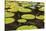 Suriname, Paramaribo. Water Lily and Lily Pads at Fort Nieuw Amsterdam-Alida Latham-Stretched Canvas