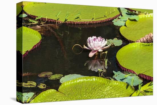 Suriname, Paramaribo. Water Lily and Lily Pads at Fort Nieuw Amsterdam-Alida Latham-Stretched Canvas