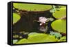 Suriname, Paramaribo. Water Lily and Lily Pads at Fort Nieuw Amsterdam-Alida Latham-Framed Stretched Canvas