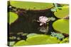 Suriname, Paramaribo. Water Lily and Lily Pads at Fort Nieuw Amsterdam-Alida Latham-Stretched Canvas