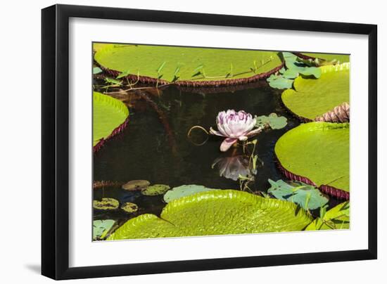 Suriname, Paramaribo. Water Lily and Lily Pads at Fort Nieuw Amsterdam-Alida Latham-Framed Photographic Print