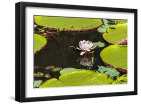 Suriname, Paramaribo. Water Lily and Lily Pads at Fort Nieuw Amsterdam-Alida Latham-Framed Photographic Print