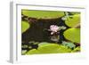 Suriname, Paramaribo. Water Lily and Lily Pads at Fort Nieuw Amsterdam-Alida Latham-Framed Photographic Print