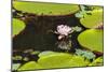 Suriname, Paramaribo. Water Lily and Lily Pads at Fort Nieuw Amsterdam-Alida Latham-Mounted Photographic Print