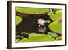 Suriname, Paramaribo. Water Lily and Lily Pads at Fort Nieuw Amsterdam-Alida Latham-Framed Photographic Print