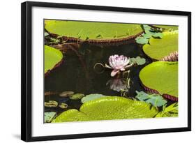 Suriname, Paramaribo. Water Lily and Lily Pads at Fort Nieuw Amsterdam-Alida Latham-Framed Photographic Print