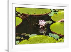 Suriname, Paramaribo. Water Lily and Lily Pads at Fort Nieuw Amsterdam-Alida Latham-Framed Photographic Print