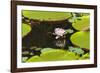 Suriname, Paramaribo. Water Lily and Lily Pads at Fort Nieuw Amsterdam-Alida Latham-Framed Photographic Print