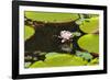 Suriname, Paramaribo. Water Lily and Lily Pads at Fort Nieuw Amsterdam-Alida Latham-Framed Photographic Print