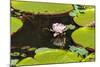 Suriname, Paramaribo. Water Lily and Lily Pads at Fort Nieuw Amsterdam-Alida Latham-Mounted Photographic Print