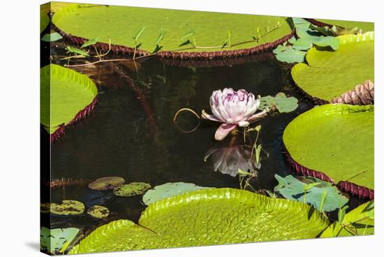 Suriname, Paramaribo. Water Lily and Lily Pads at Fort Nieuw Amsterdam-Alida Latham-Stretched Canvas