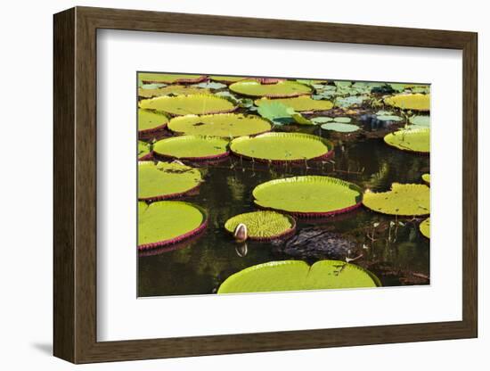 Suriname, Paramaribo. Water Lily and Lily Pads at Fort Nieuw Amsterdam-Alida Latham-Framed Photographic Print