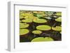 Suriname, Paramaribo. Water Lily and Lily Pads at Fort Nieuw Amsterdam-Alida Latham-Framed Photographic Print