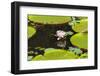 Suriname, Paramaribo. Water Lily and Lily Pads at Fort Nieuw Amsterdam-Alida Latham-Framed Photographic Print