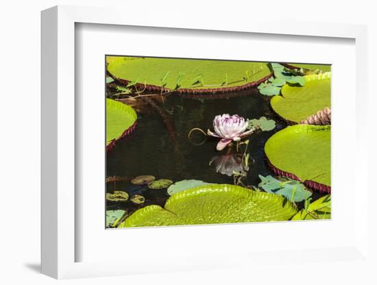 Suriname, Paramaribo. Water Lily and Lily Pads at Fort Nieuw Amsterdam-Alida Latham-Framed Photographic Print