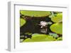 Suriname, Paramaribo. Water Lily and Lily Pads at Fort Nieuw Amsterdam-Alida Latham-Framed Photographic Print